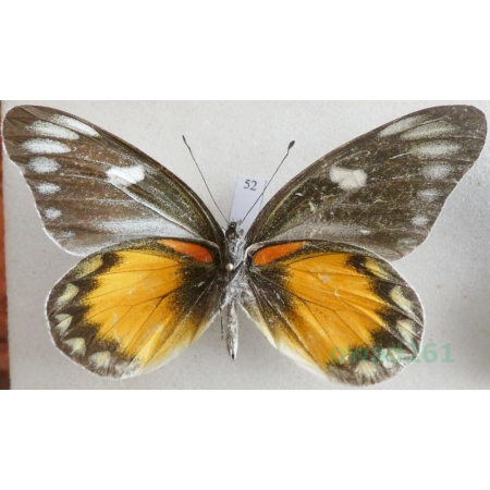 Delias zebuda Hewitson, 1862 male reverse Indonesia, Sulawesi52